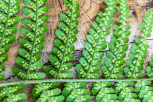 Fern fronds on wooden background, Fern fronds on wooden background,